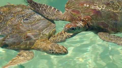 Sea turtles Stock Footage 94620756