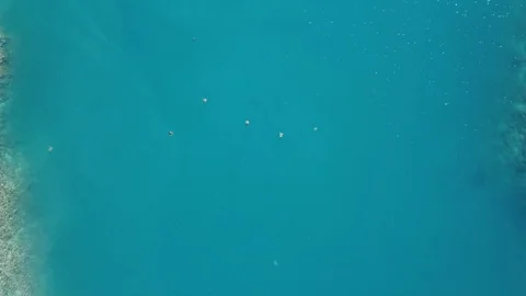 Sea turtles Stock Footage 98636201