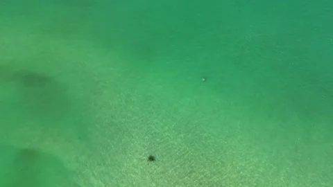 Sea Turtles Stock Footage 254998966