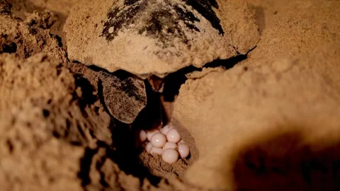 Sea turtles hatch their eggs on the beach at night Stock Footage 265943304