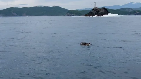 Sea turtles mating in front of a lighthouse Stock Footage 220695050