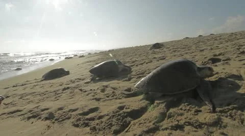 Sea turtles nesting on the beach 스톡 동영상 11195106