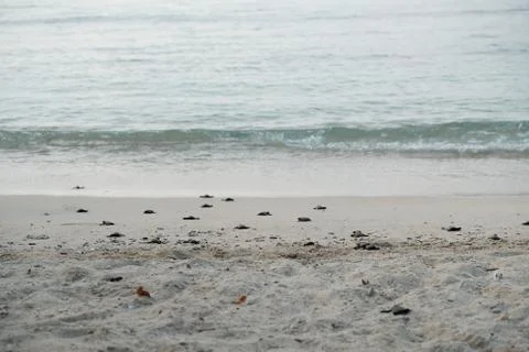 Sea turtles in Philippines Stock Photos