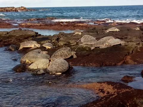 Sea turtles Foto stock