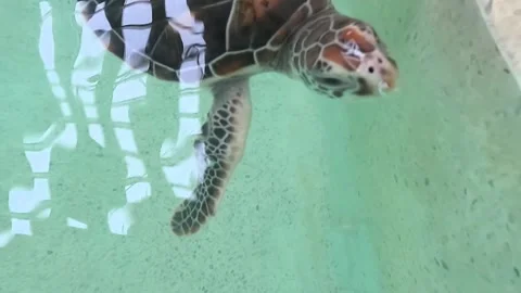 Sea turtles in pond for conservation breeding Stock Footage 203924772