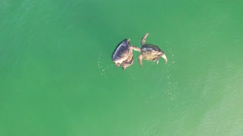 Sea turtles in the process of mating from an aerial point of view Video stock 193761834