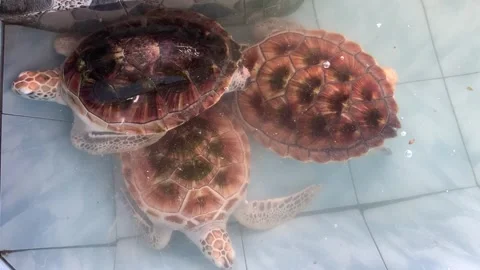 Sea turtles in a tiled enclosure, partially submerged in clear water 스톡 동영상 324612354