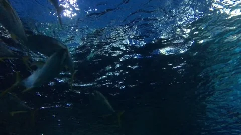 Sea underwater dive schematic for fish and coral viewing calm ocean wave tidal Stock Footage 336579753