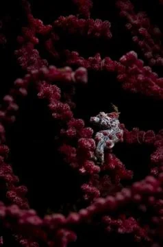 Sea unicorn Stock Photos