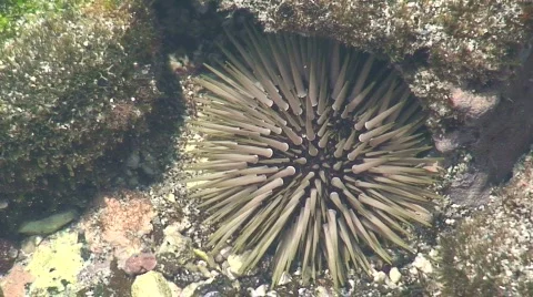 Sea Urchin 1 Stock Footage 654380