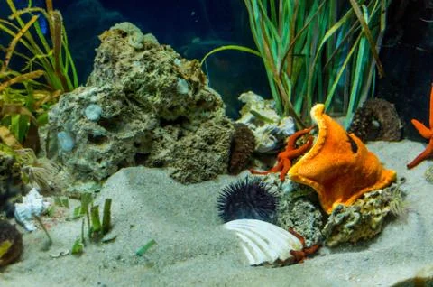 A sea urchin and a starfish coexisting in an aquarium Stock Photos
