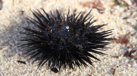 Sea urchin on beach sand Stock Footage 39997682