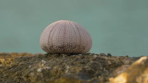Sea urchin carcass drying on a rock by the sea, Bosnia Stock Footage 244014741