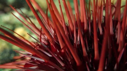 Sea urchin close-up Stock Footage 81359369