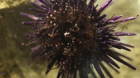 Sea urchin crawling on glass, details of tentacles Stock Footage