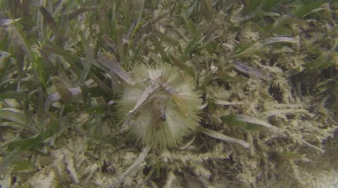 Sea Urchin CU Stock Footage 35302689