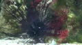 Sea Urchin Diadema sp close up eating algae HD Footage