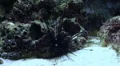 Sea Urchin Diadema sp HD Footage