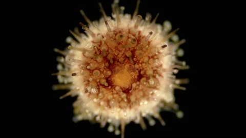 Sea urchin Echinoidea, under a microscope, type Echinodermata Video stock 136222454