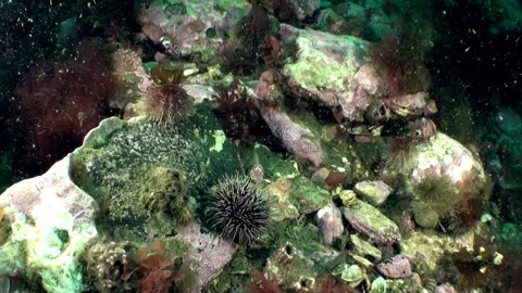 Sea Urchin in ecosystem of Seabed of Barents Sea. Stock-Footage 232769792