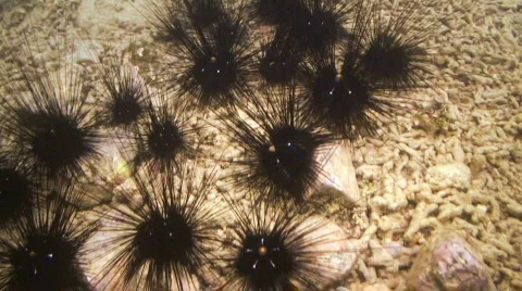 Sea Urchin 動画素材 349095