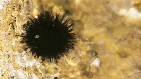 Sea urchin Stock Footage 33468199