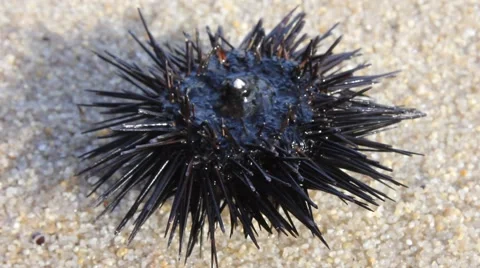 Sea urchin Stock Footage 40840658