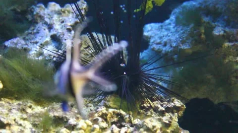 Sea Urchin Stock Footage 54807602