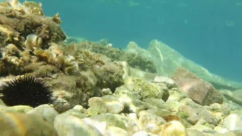 Sea urchin Video stock 69254856