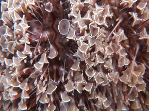Sea Urchin Stock Footage 98458376
