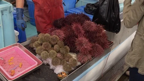 Sea Urchin Stock Footage 104570574