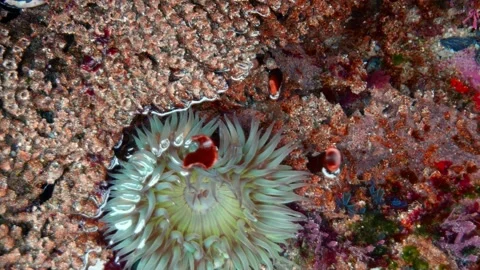 Sea Urchin Stock Footage 150279735