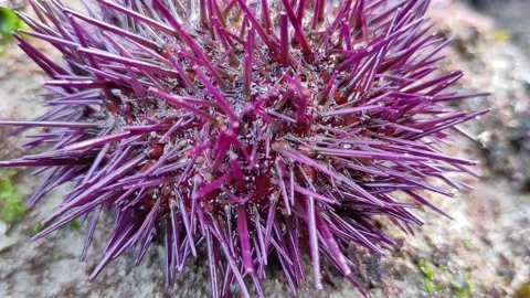 Sea urchin Stock Footage 165155178