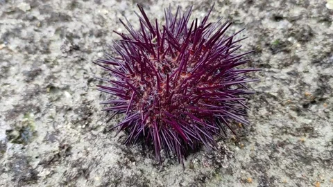 Sea urchin Stock Footage 165156909