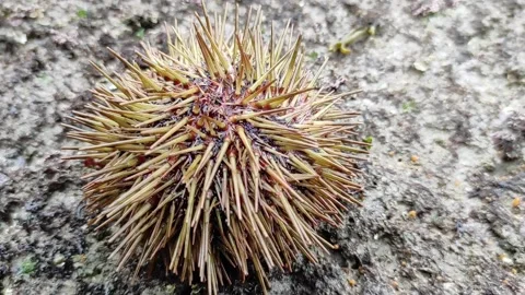 Sea urchin Stock Footage 165157896
