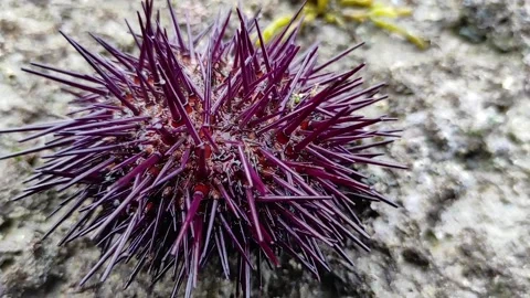 Sea urchin Stock Footage 165158812