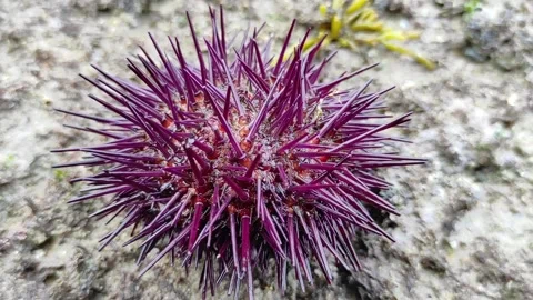 Sea urchin Stock Footage 165159350