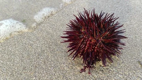 Sea urchin 動画素材 165161556