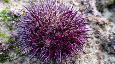 Sea urchin Stock Footage 165164792