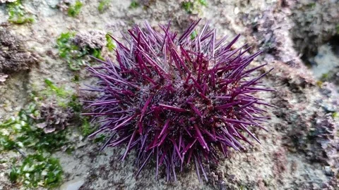 Sea urchin Stock Footage 165165144