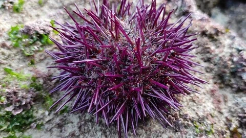 Sea urchin Stock Footage 165165497