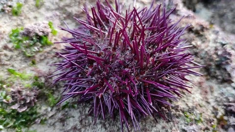 Sea urchin Stock Footage 165165883