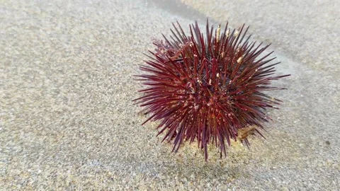 Sea urchin Stock Footage 165166701