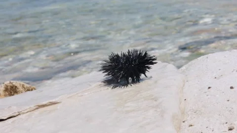 Sea urchin Stock Footage 197436722