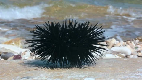 Sea urchin Stock Footage 197482795