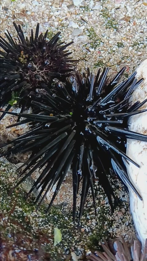 Sea urchin Stock Footage 284912070
