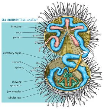 Sea urchin Stock Illustration