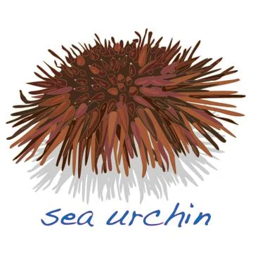 Sea urchin isolated Stock Illustration