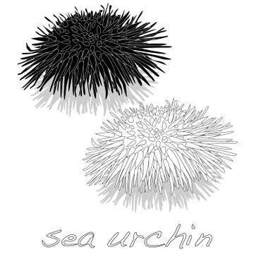 Sea urchin isolated white background Stock Illustration