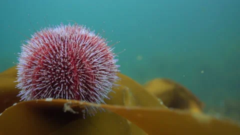 Sea urchin on kelp 스톡 동영상 136536716
